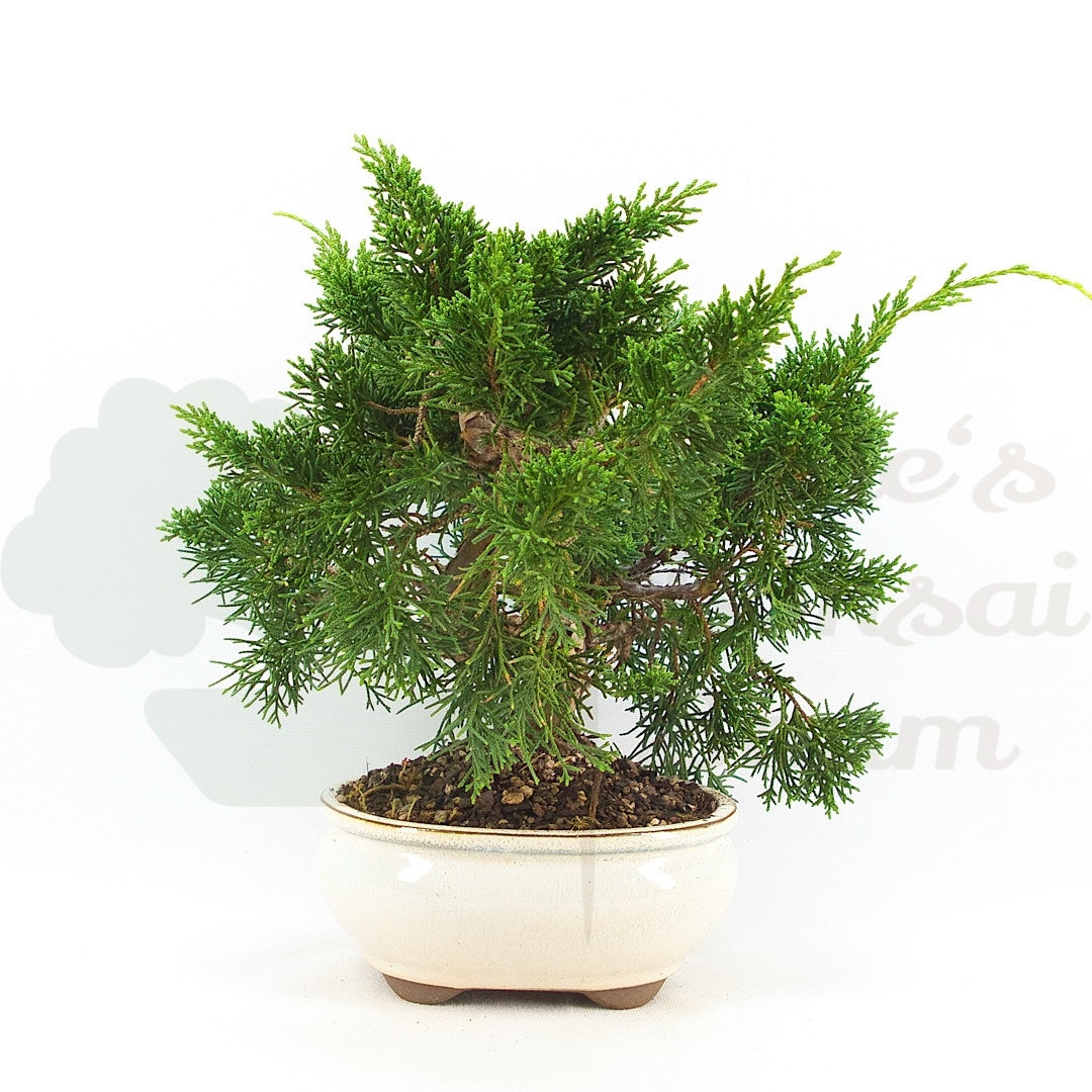 Chinesischer Wacholder 'Juniperus chinensis kyushu'